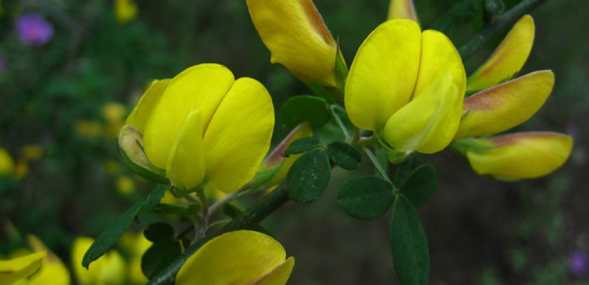microreserva de flora. Flor amarilla